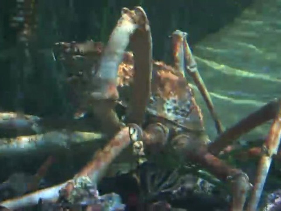 Crabzilla au Sea Life Val d'Europe