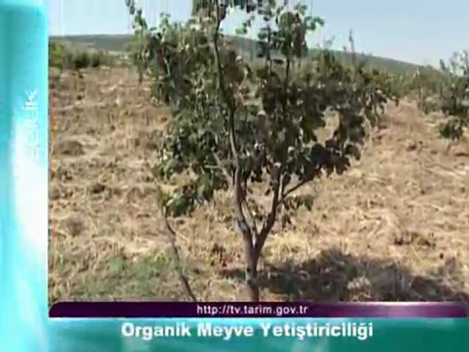 organik meyve yetistiriciligi
