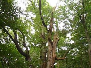 Géants de la forêt de Tronçais, en Allier