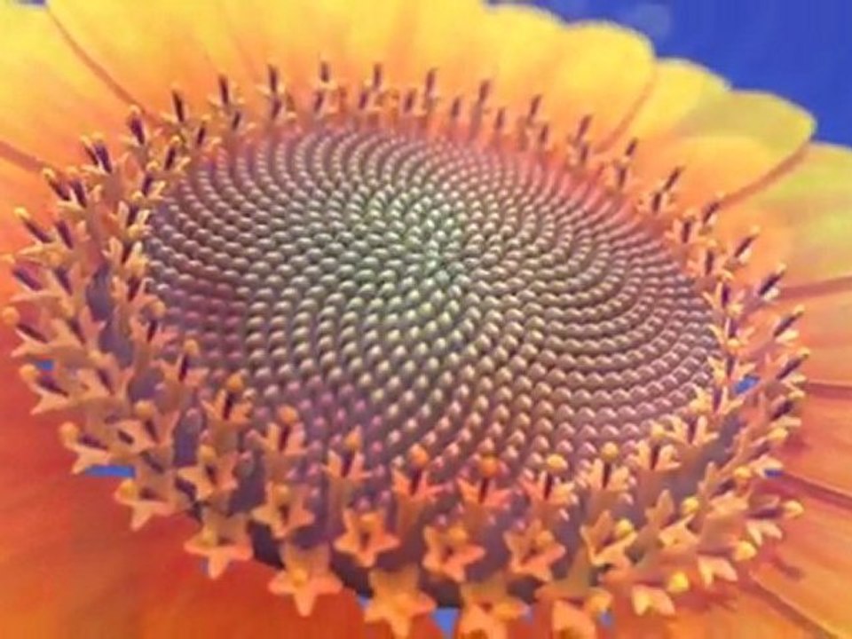 FİBONACCİ VE ALTIN ORAN