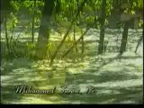 Kuran Meali Muhammed Suresi 7-19