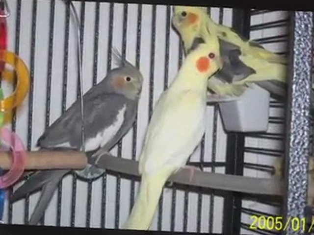 Mes cockatiels