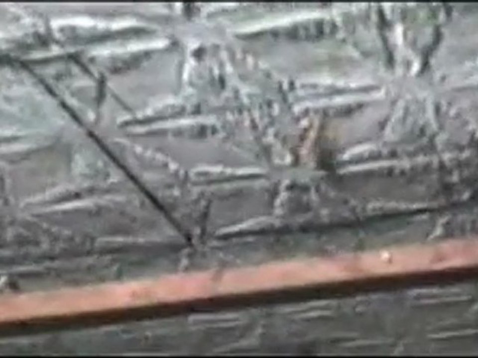 House-lizard - bent-toed gecko, on the ceiling. Running ...