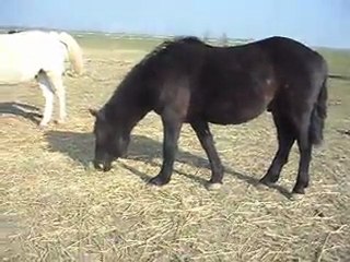 Poulain, chevaux, poneys 04/03/2011 SDC10332