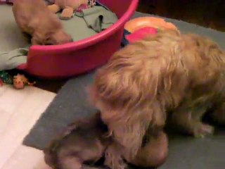 Portée Vallone 10 mars 2011