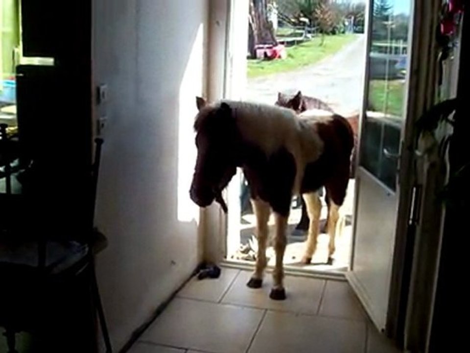 LES PONEYS en liberté à la maison