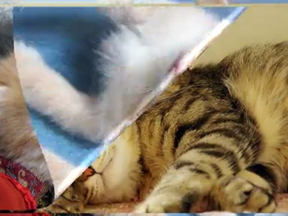 Sevimli Hayvan Yavruları