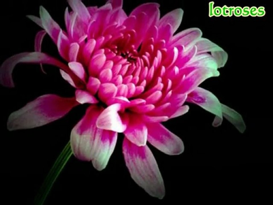 Gül Yüzünü (Ney & Gitar)