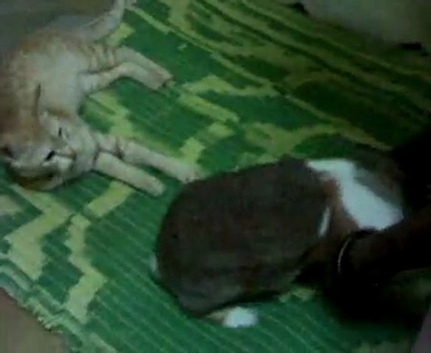 Funny Cat And Rabbit