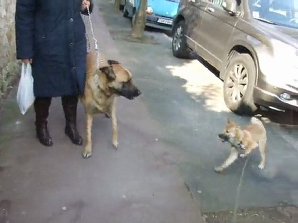 fushi et snow