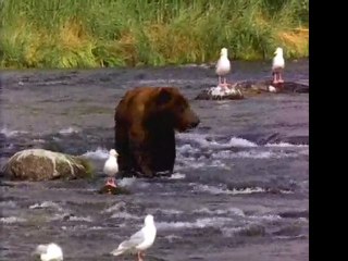 ours debile comme video