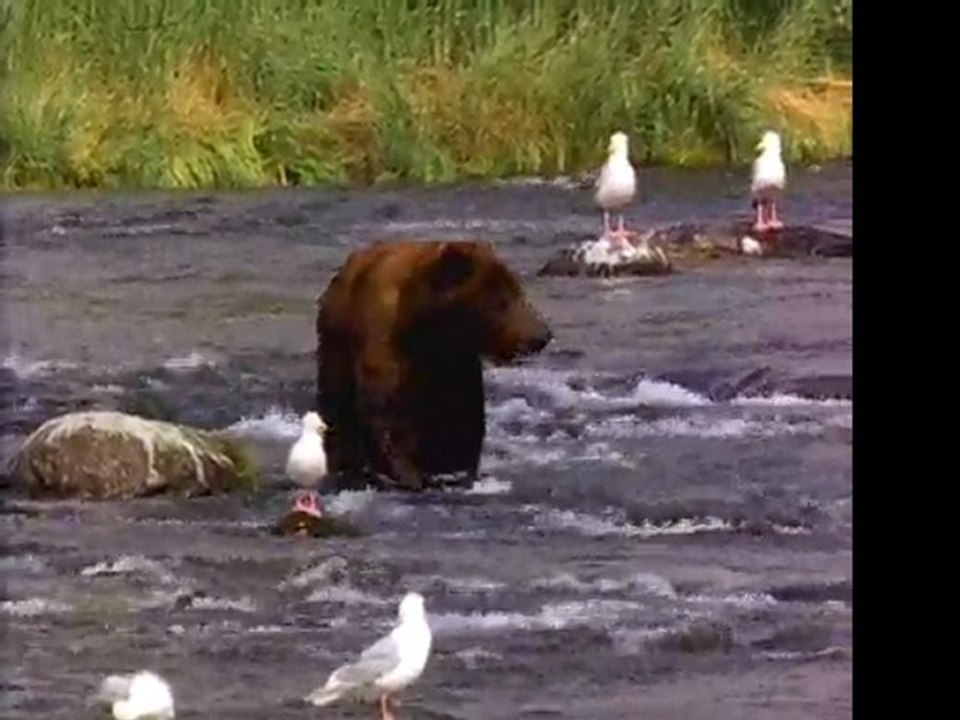 ours debile comme video