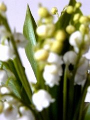 Lily of the valley