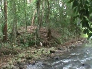 COSTA RICA mars 2011    (2ème partie)