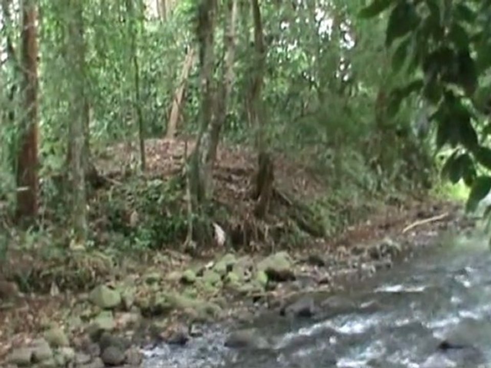 COSTA RICA mars 2011    (2ème partie)