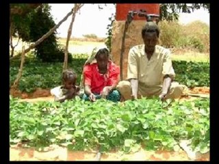 Growing Crops in the Desert