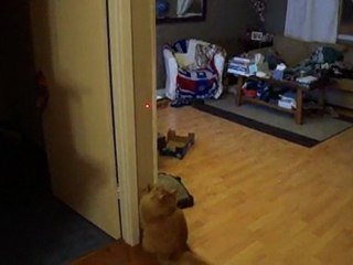 Chats téléguidés !