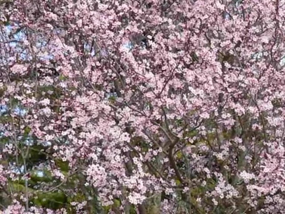 Les prémices du Printemps