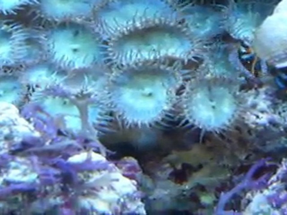 Nano récifal 30 litre