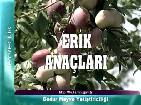 bodur meyve yetistiriciligi