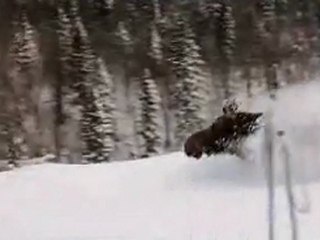 Orignal dans le sentier