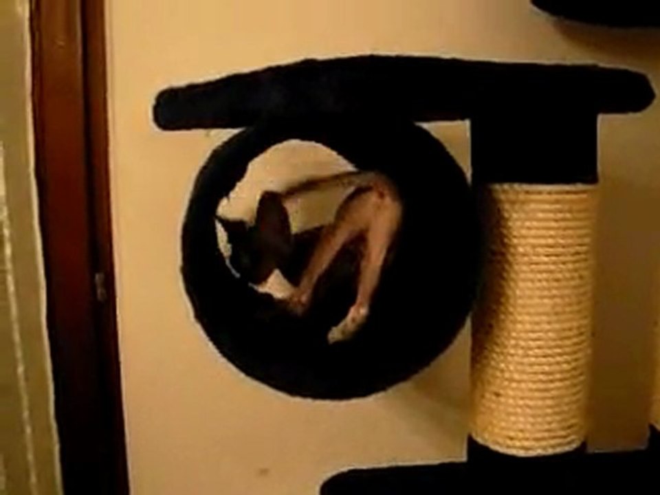 Sphynx_2