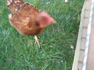 Poules