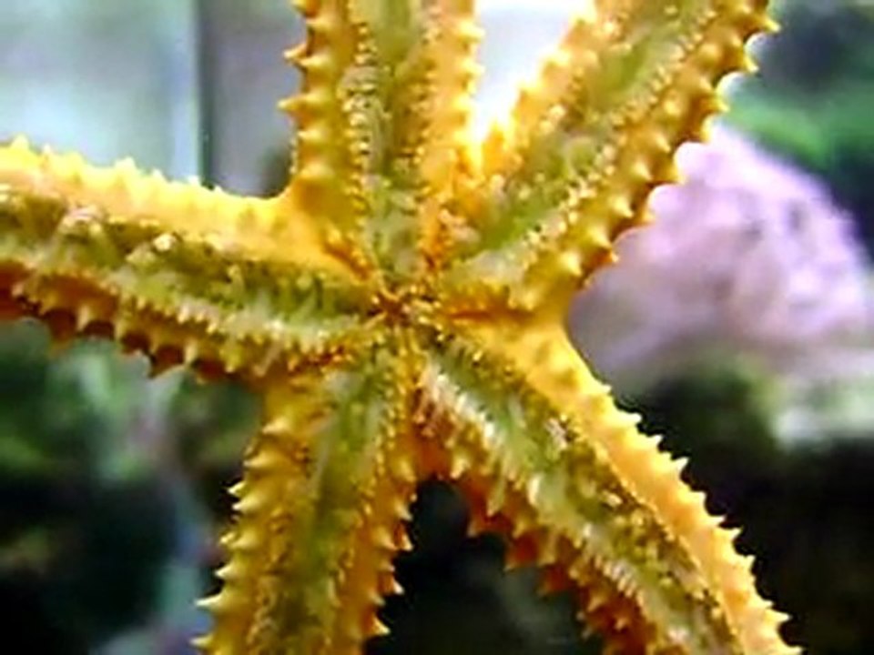 Étoile de mer se déplace