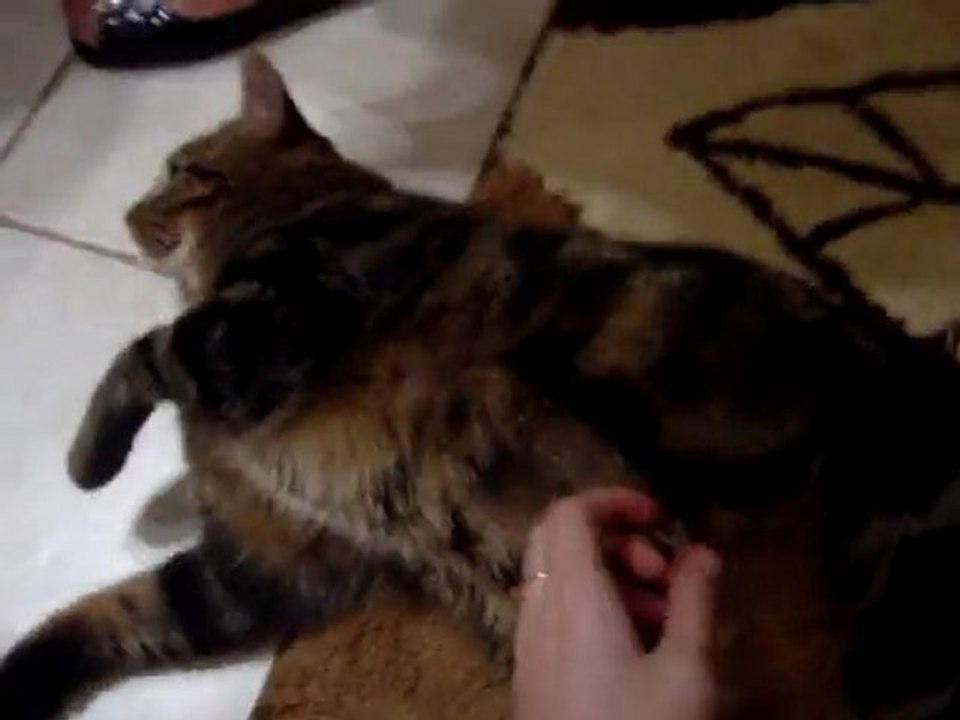 Ma bibouille