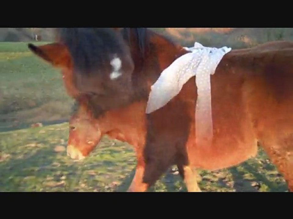 Bien plus que de simple chevaux ...♥