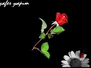 Haluk Bilginer - Kara Sevda