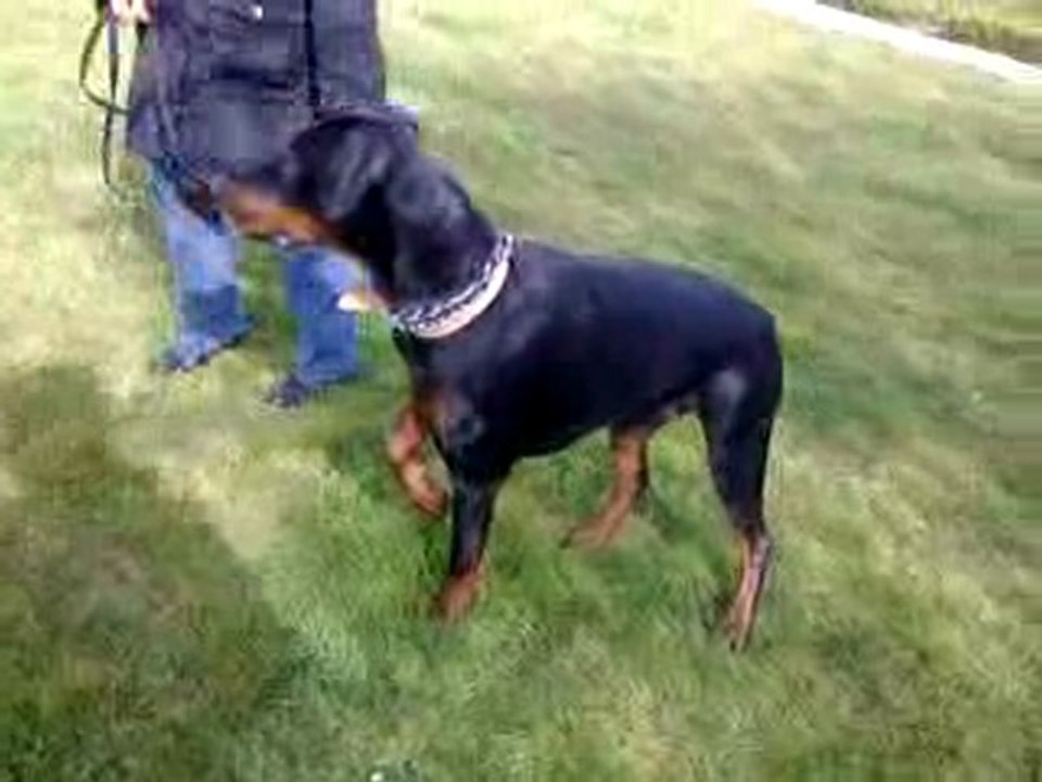 Elvis le 11 03 2011