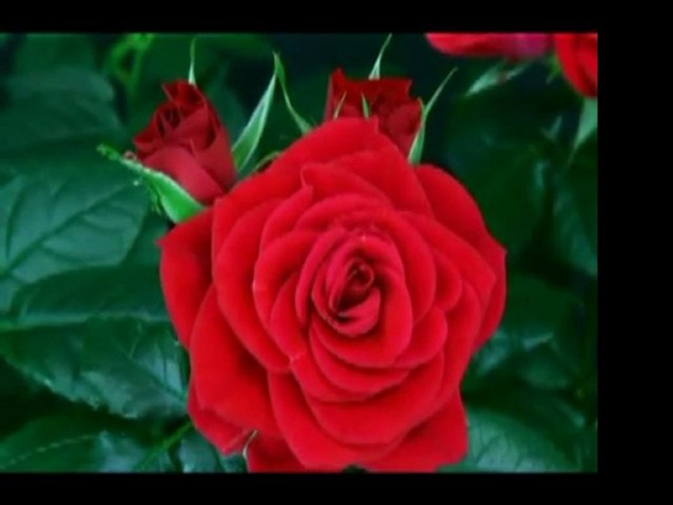 sevgili peygamberim -8