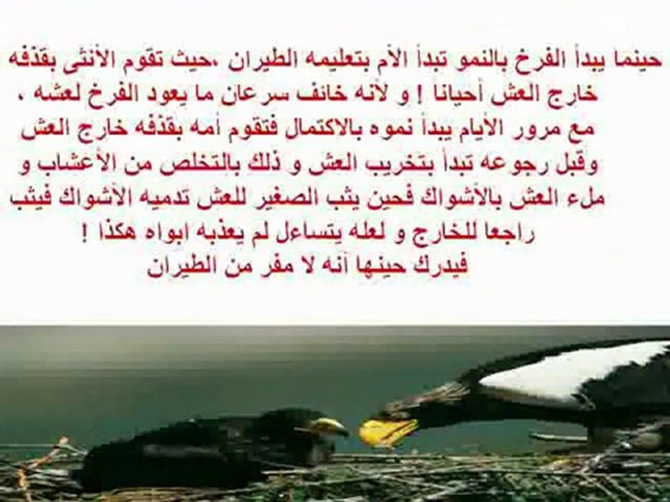 فلسفة النسور