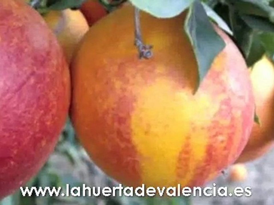 Donde comprar naranjas de zumo rojo: Sanguinelli