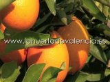 ¿Quieres comprar naranjas naturales? Naranjas online.