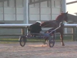 SAPHIR DE MORGE DE RETOUR SUR LES PISTES