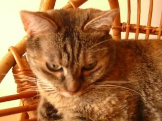 Chipie ma jolie rousse se relaxe...fatiguée...