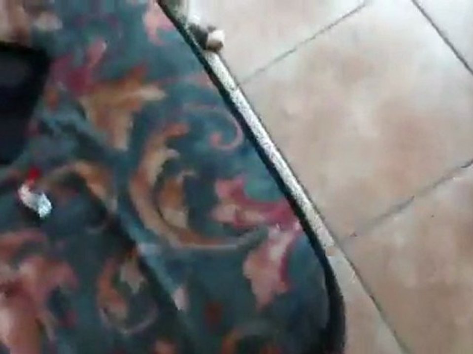 Ils sont tarés ces chats