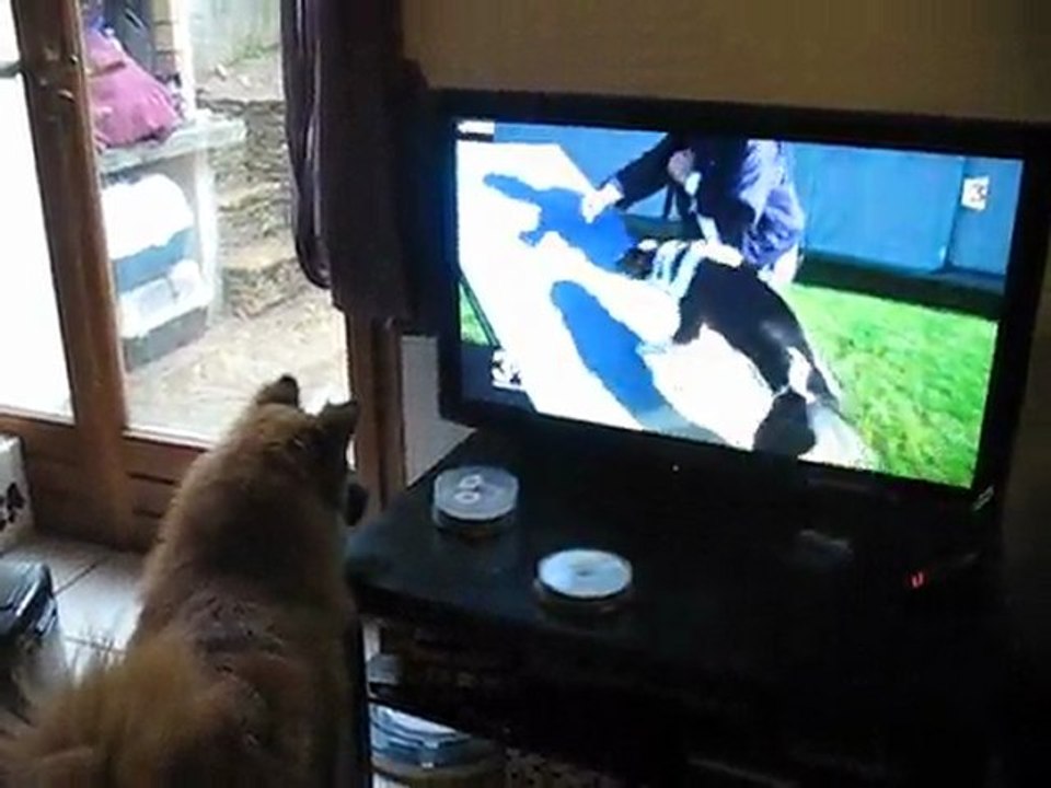 Fanzie - Fan de 30 millions d'amis