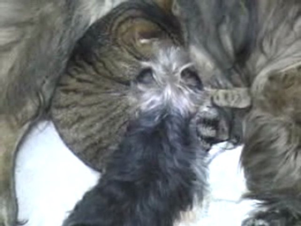 Ben Kenobi 12 mars 2011