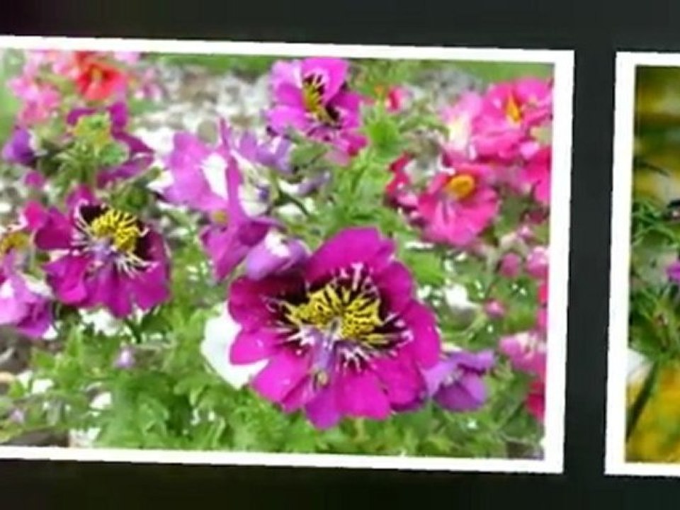 LA VALSE DES FLEURS