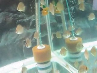 Piwo red turquaz yavrularım