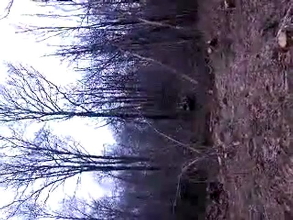 SV_boide