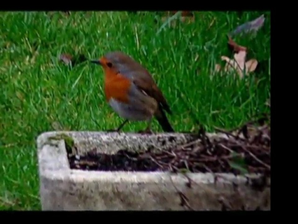 Oiseaux de Bretagne