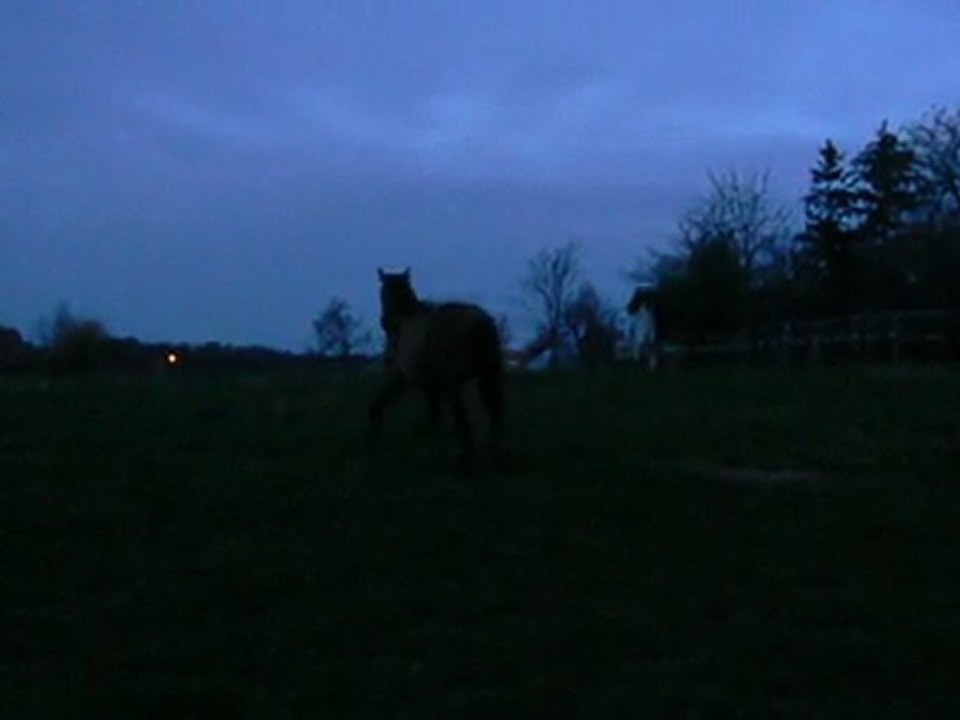 Aquarelle, mon chien cheval !