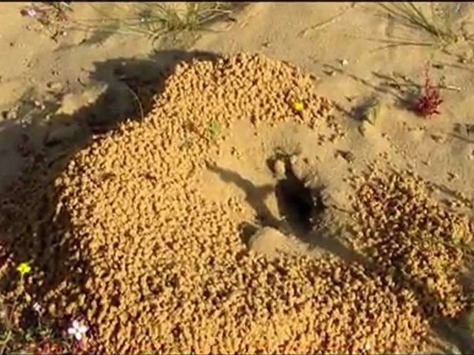 Ants