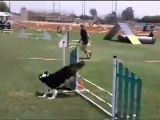 Dog Agility liked the Dog Watering Bowls