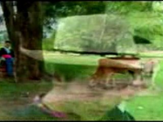 12 HMONG SONG ( NRAUG LAUS)