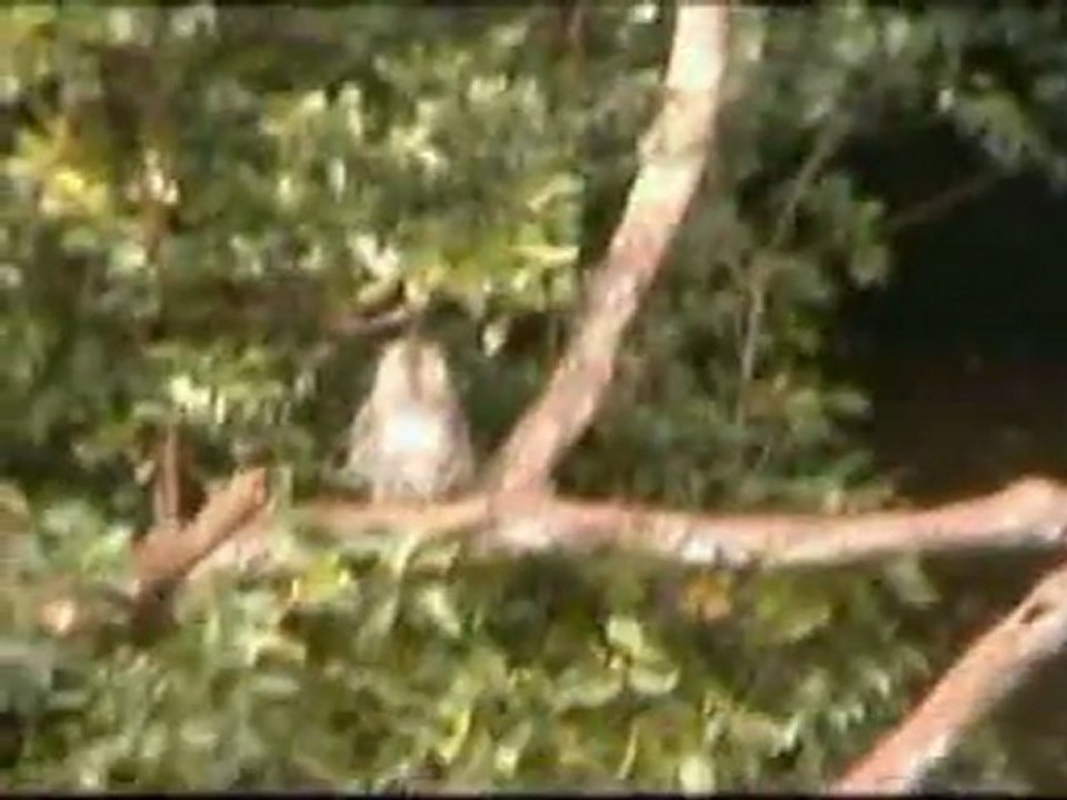 Mauritius Blck River Gorges